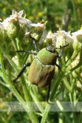 Hoplia argentea